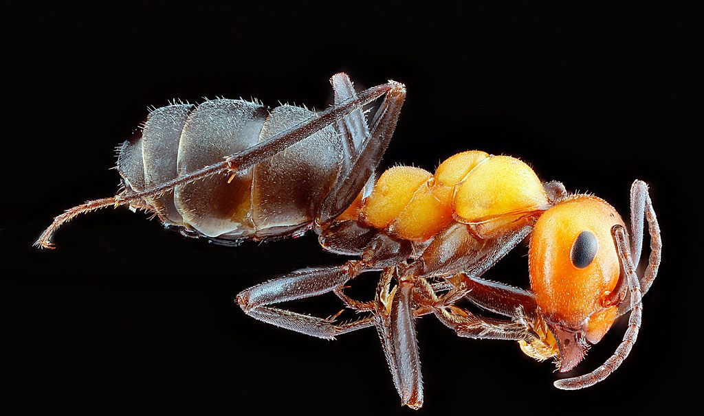 Ant Control service in Bradenton, FL