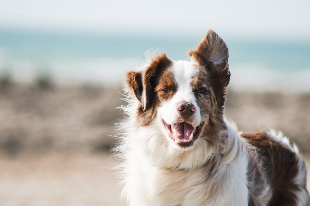 Flea & Tick Control service in Bradenton, FL
