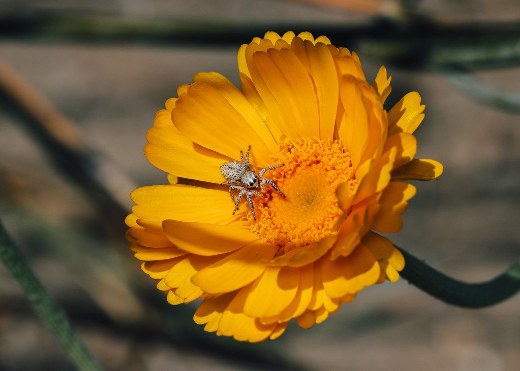Spider Control service in Bradenton, FL
